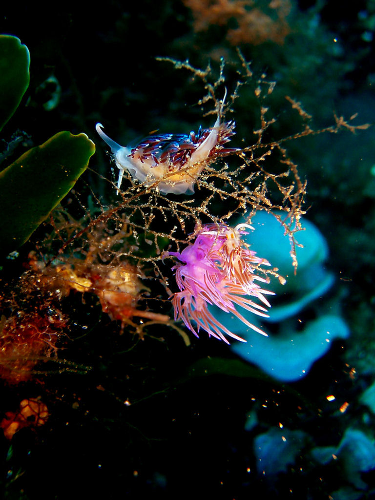 Flabellina affinis